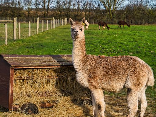 Happy Rescued Llama With a Case of the Zoomies Is Such a Joy to Watch