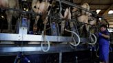 Focus: Many US dairy workers yet to receive protective gear for bird flu