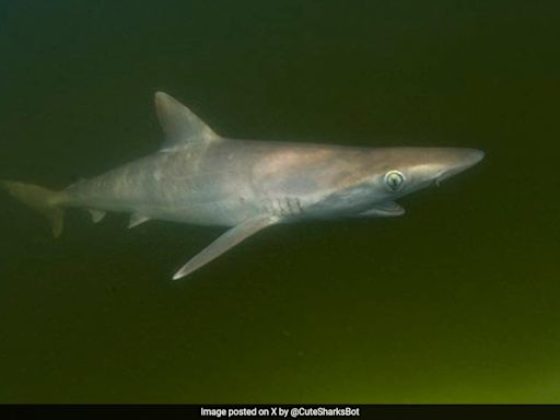 "Cocaine Sharks" Found In Brazil, Scientist Unsure Where They Get The Drug