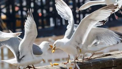 Why the chips are stacked against seagulls as numbers fall | ITV News