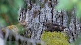 Artificial intelligence enhances monitoring of threatened marbled murrelet