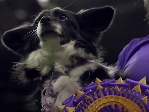 Mixed-Breed Dog Wins the Westminster Dog Show's Agility Competition for the First Time