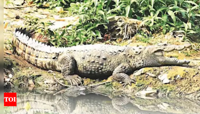 Crocodiles in Vadodara's Vishwamitri Adapt to Polluted Environment | Vadodara News - Times of India