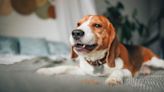Narrowing of the Esophagus in Dogs: Symptoms, Causes, & Treatments