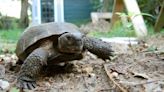 US: Gopher tortoise not threatened over most of its range