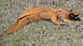 Crocodiles and gharials are getting bizarre orange 'tans' in Nepal. Here's why.