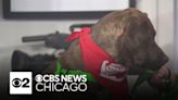 Capone from Second City Canine is in the CBS 2 Pet Rescue Spotlight