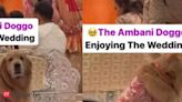 Anant Ambani-Radhika Merchant wedding: Pet pooch Happy steals the show in a silk jacket! - The Economic Times