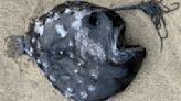 Treasure from the Deep: Deep-Sea Anglerfish Washes Ashore in Oregon