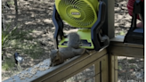 Adorable pictures show 'squirrel resort' built by Texas woman to cool off critters amid heat wave