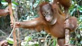 Orangutan Jungle School Season 1 Streaming: Watch & Stream Online via Paramount Plus