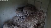 Smithsonian's Baby Cheetah Cam Is the Warmest and Fuzziest Stream on the Internet This Week