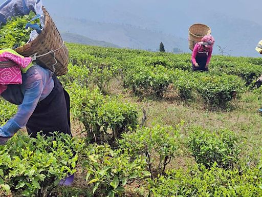 Darjeeling shuts over bonus demand by tea garden workers