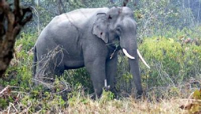 Elephant count down 2.4% since 2012