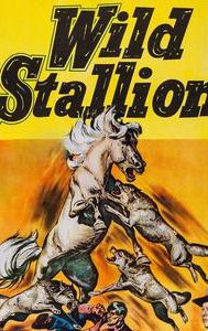 Wild Stallion