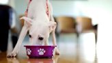 Honest Kitchen: Has the Dog Food Brand Issued a Recall in 2024?