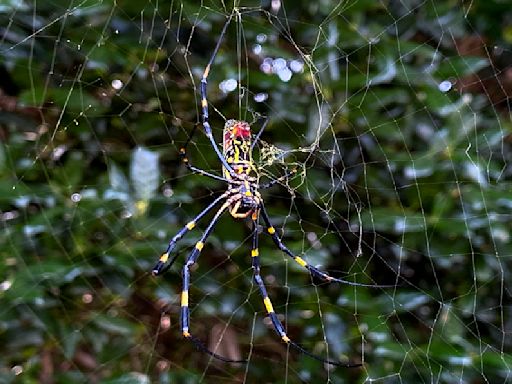 「8吋」大蜘蛛入侵美國東北部！ 週期蟬染真菌變喪屍