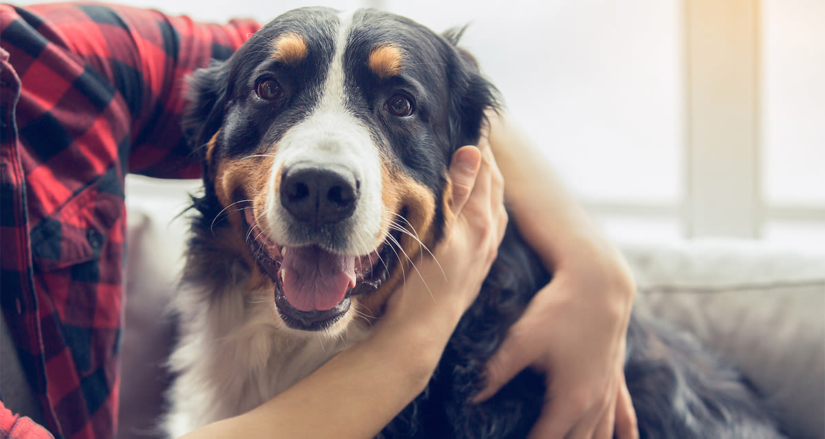 Is your pet scared of fireworks? How to keep dogs and cats safe and calm this Canada Day