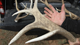 Steep penalties prove ineffective at deterring elk antler heists in Jackson Hole