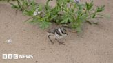 Seaton Carew little tern fledglings hit record numbers