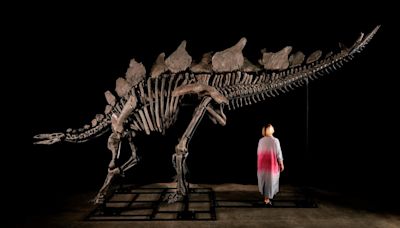 Largest stegosaurus fossil ever found to be auctioned by Sotheby's in New York