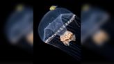 Jellyfish elevator carrying fish from ocean depths captured in weird, otherworldly photo