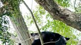 Louisiana adopts bear hunting season. Will Mississippi have one?
