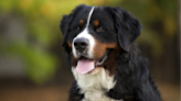 Bernese Mountain Dog's Precious Fear of the Family Cat Has People Feeling for Him