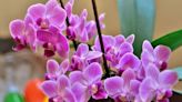 Woman shares 'amazing' hack to make orchids 'bloom like crazy'