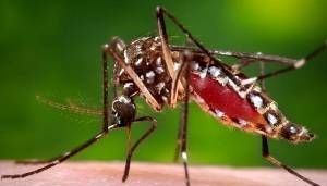 Worried about dengue fever? Here are symptoms and where it's been reported in Florida