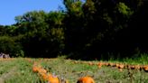 Get ready for pumpkins. The harvest has begun in Chittenden County.