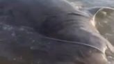 Horror as massive 11ft SHARK washes up on UK beach.. sparking expert warning