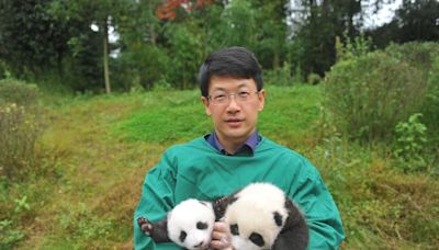 專家李德生稱贈港大熊貓成功繁殖可能性大 冀園方打造有趣環境 - RTHK