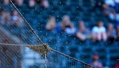 Bee delay: Dodgers and Diamondbacks start pushed back by bee swarm