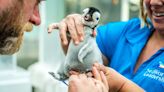 ‘The most exciting thing we’ll do all year’: US zoo welcomes emperor penguin chick