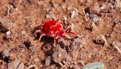 Velvety red arachnids are looking for love and food in Texas