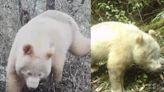 Sin manchas y ojos rojos: graban inusual panda blanco en China