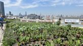 Queens’ Sky Farm LIC offers free produce to kids in need