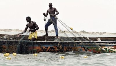 Fishermen left stranded as Senegal's most sought-after catch moves north