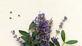 La lavanda aporta belleza y fragancia a tu balcón: claves para mantenerla