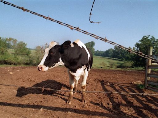 Cattle thief stole 3,000 Charlotte-area cows, sold them in Texas, Oklahoma, feds say