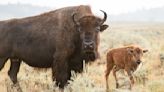 Yellowstone tourist receives impressive death stare from bison after getting too close to calves