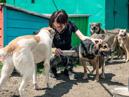 La alarmante situación de los perros en Los Ángeles, California