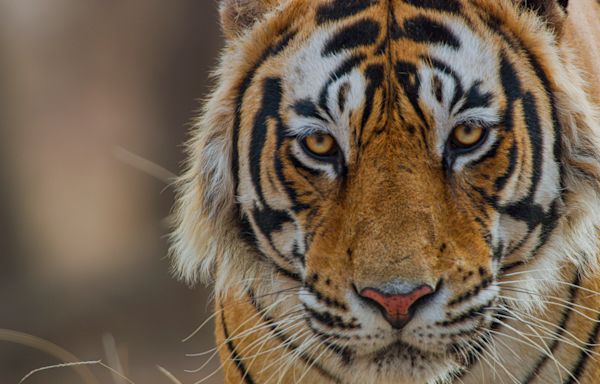 Disneynature 'Tiger' on Disney+: Priyanka Chopra Jonas narrates film proving tigers aren't just 'baddies'