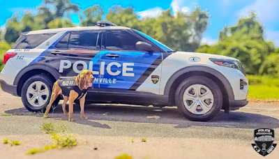 Jacksonville K9 Atlas gears up with life-saving vest, thanks to charitable donation