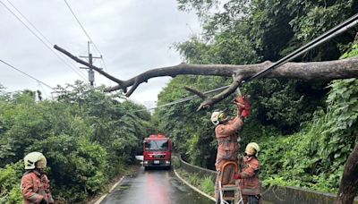 竹市大雨3天樹倒8件 議員批：勿讓消防局成鋸樹班