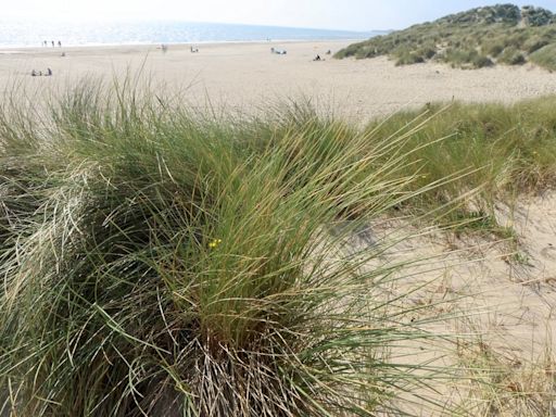 ‘There are trees falling into the sea’: How coastal erosion is changing beach made famous in Saving Private Ryan