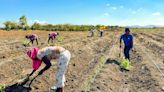 An experiment in Haiti is making once-arid lands fertile, and poor farmers into money-makers