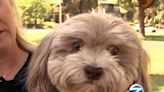 Dog Goes Blind After Ingesting Oxycodone on Walk: 'He Could've Died,' Says Owner