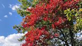 Chikaming mountain bike trails honor their founder. Plus fall colors and jellyfish.